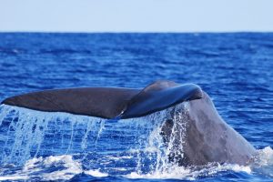 Sei Whale hit by a ship washes up on chadwick beach toms river nj