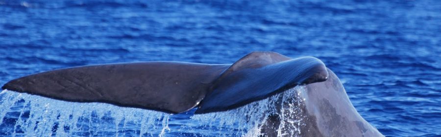 Sei Whale hit by a ship washes up on chadwick beach toms river nj